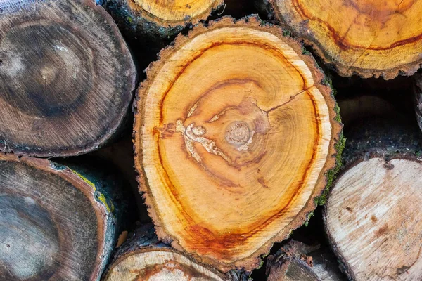 Karla kaplı odun yığını. Geçmişi. Kışın kuru odun yığını. Karlı odun yığını. Kışlık odun erzakları. Kış için odun yığını. Kış..