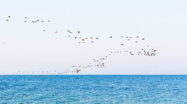 Denize Kuşlar sürüsü