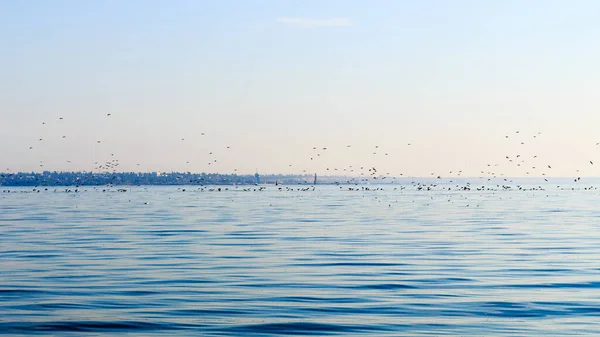 Rebanho Pássaros Sobre Mar — Fotografia de Stock