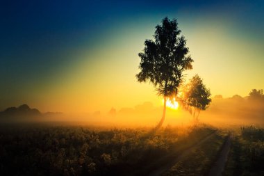 Sahilde huş ağaçları ve sonbahar sabahı suyun üzerinde sis ile göletin yanında gün doğumu. Güneş ışınları huş ağaçlarından geçiyor.