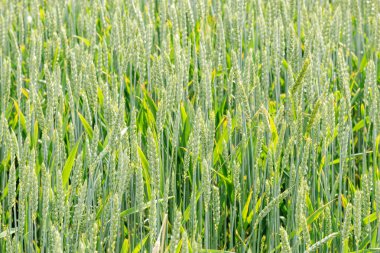 Yeşil buğday kulak yakın çekim yaz döneminde olgunlaşma içinde alanında
