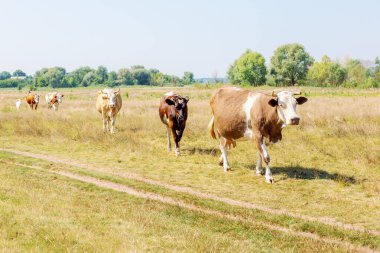 cows grazing on a lush summer pasture