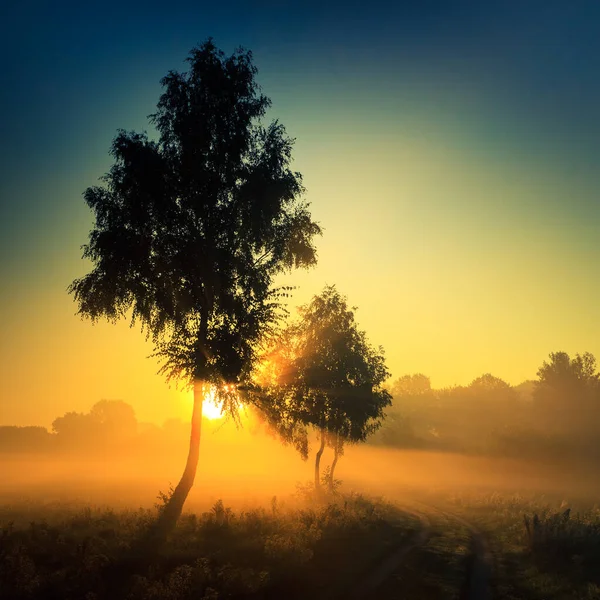 Схід Сонця Біля Ставка Березами Березі Туманом Над Водою Восени — стокове фото