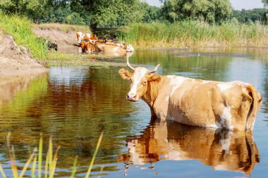 İnekler, sulama delik