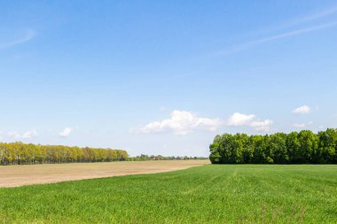 Green wheat field, trees in the background, landscape beautiful sky agriculture