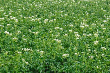 Tarlada çiçek açan patates çiçekleri.