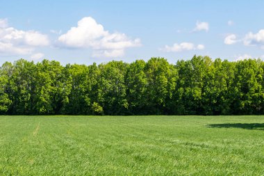 Green wheat field, trees in the background, landscape beautiful sky agriculture