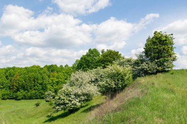 Crataegus monogyna, atmacagiller (Aborjingiller) familyasından Avrupa, kuzeybatı Afrika ve batı Asya 'da yetişen bir dikendir. İstilacı bir ot olabilir..