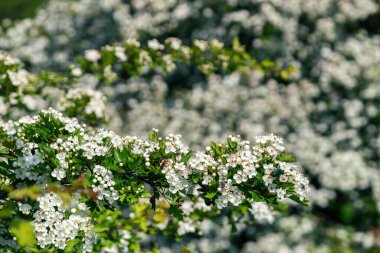 Crataegus monogyna, atmacagiller (Aborjingiller) familyasından Avrupa, kuzeybatı Afrika ve batı Asya 'da yetişen bir dikendir. İstilacı bir ot olabilir..