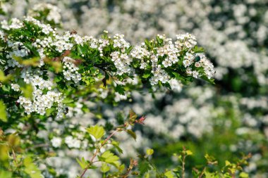 Crataegus monogyna, atmacagiller (Aborjingiller) familyasından Avrupa, kuzeybatı Afrika ve batı Asya 'da yetişen bir dikendir. İstilacı bir ot olabilir..