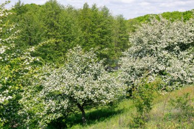 Crataegus monogyna, atmacagiller (Aborjingiller) familyasından Avrupa, kuzeybatı Afrika ve batı Asya 'da yetişen bir dikendir. İstilacı bir ot olabilir..