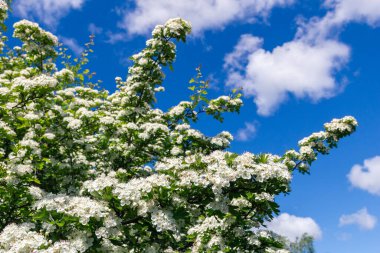 Crataegus monogyna, atmacagiller (Aborjingiller) familyasından Avrupa, kuzeybatı Afrika ve batı Asya 'da yetişen bir dikendir. İstilacı bir ot olabilir..