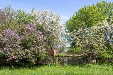 Köyde çiçek açan ağaçlar, çiçek açan bahçelerin arasında kır evleri..