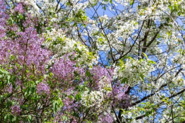 Terry yaz gününde çiçek açan leylak. Bahçede baharda açan leylak çalıları.