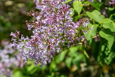 Terry yaz gününde çiçek açan leylak. Bahçede baharda açan leylak çalıları.