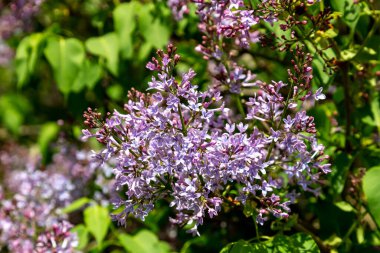 Terry yaz gününde çiçek açan leylak. Bahçede baharda açan leylak çalıları.