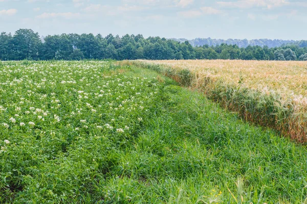 Potato Flowers Blooming Field — Stock Photo, Image