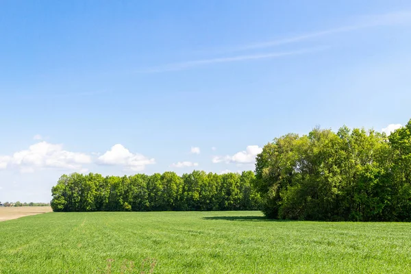 Grünes Weizenfeld Bäume Hintergrund Landschaft Schöner Himmel Landwirtschaft — Stockfoto