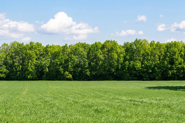 Green Wheat Field Trees Background Landscape Beautiful Sky Agriculture — Fotografia de Stock