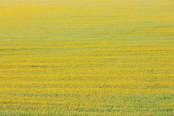 Primavera Paisagem Campo Belos Girassóis Dourados Céu Azul Nuvens Brancas — Fotografia de Stock