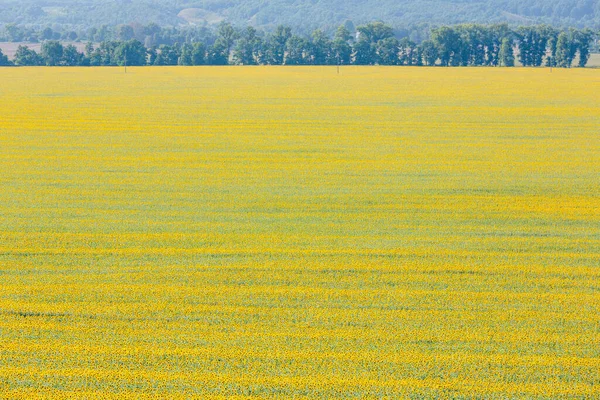 Frühlingslandschaft Feld Mit Schönen Goldenen Sonnenblumen Blauem Himmel Und Weißen — Stockfoto