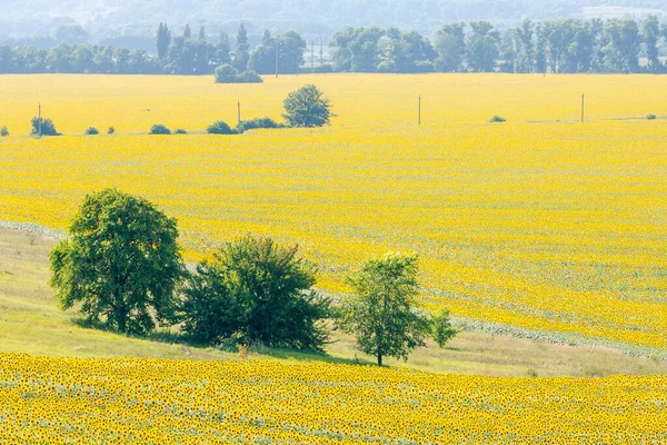 Frühlingslandschaft Feld Mit Schönen Goldenen Sonnenblumen Blauem Himmel Und Weißen — Stockfoto