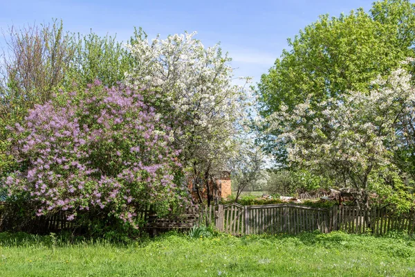 flowering trees in the village, rural lodges among flowering gardens.