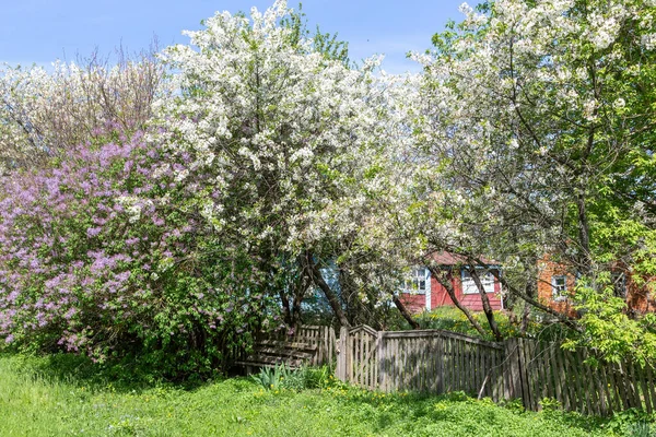 flowering trees in the village, rural lodges among flowering gardens.