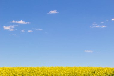 Kolza kolza sarı çiçekleri ve mavi gökyüzü, Ukrayna bayrağı renkleri, Ukrayna tarım illüstrasyonları. Koyu mavi gökyüzü ile tarımsal sarı kolza tohumu tarlası..