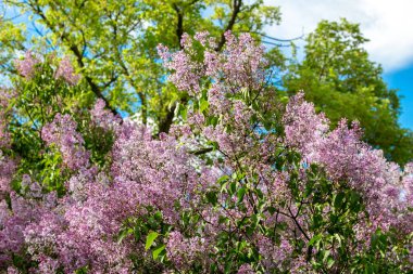 Terry yaz gününde çiçek açan leylak. Bahçede baharda açan leylak çalıları.