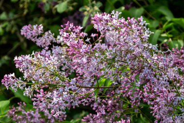 Terry yaz gününde çiçek açan leylak. Bahçede baharda açan leylak çalıları.