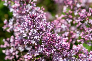 Terry yaz gününde çiçek açan leylak. Bahçede baharda açan leylak çalıları.