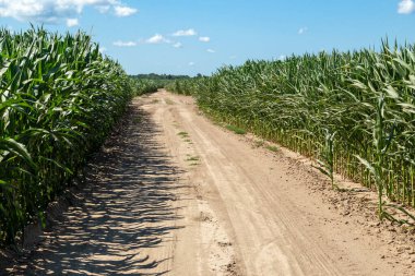 yolda bir Mısır alanı