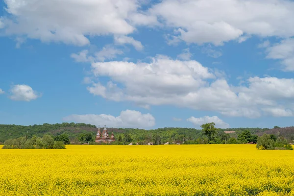 Field Colza Rapeseed Yellow Flowers Blue Sky Ukrainian Flag Colors — Fotografia de Stock