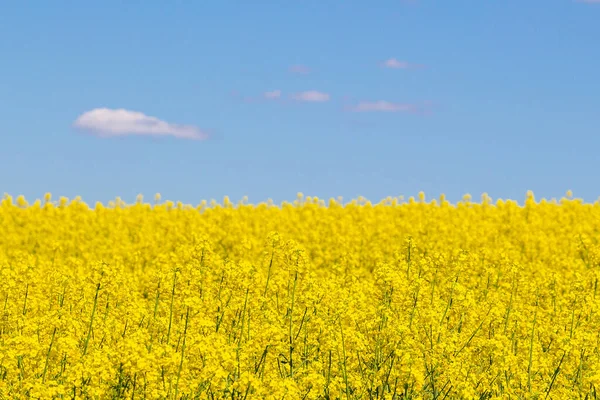 Feld Von Raps Gelben Blumen Und Blauem Himmel Ukrainische Flagge — Stockfoto