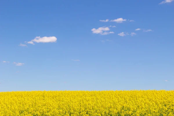 Feld Von Raps Gelben Blumen Und Blauem Himmel Ukrainische Flagge — Stockfoto