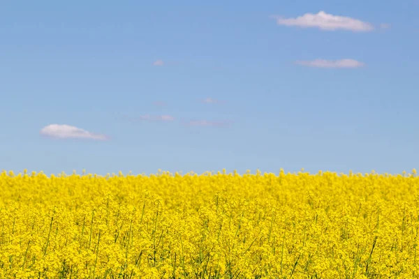 Feld Von Raps Gelben Blumen Und Blauem Himmel Ukrainische Flagge — Stockfoto