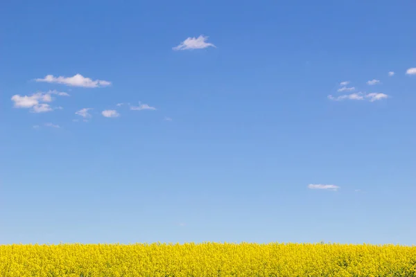 Feld Von Raps Gelben Blumen Und Blauem Himmel Ukrainische Flagge — Stockfoto