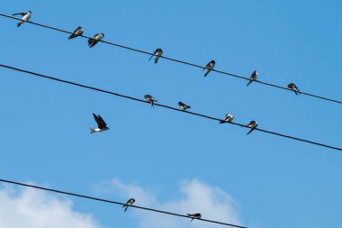 Bir grup kırlangıç tellerin üzerinde oturur. Kırlangıçlar tüylerini temizler, uyur, izler. Ahır kırlangıçları, yetişkinler ve yavrular. Mavi gökyüzünün arka planında.