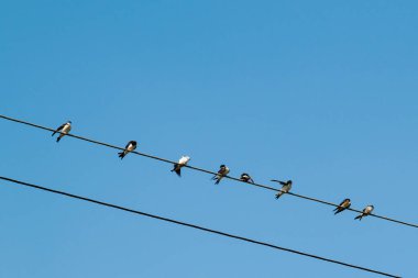 A group of swallows sits on wires. swallows clean their feathers, sleep, watch. barn swallows, adults and chicks. Against the background of the blue sky.