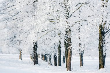 winter landscape with trees and snow, hoarfrost on trees.