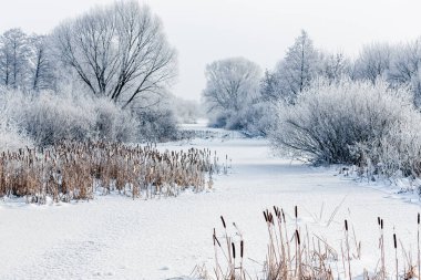 Kış nehri buz ve karla kaplı, kış manzarası ağaçlar ve karla kaplı, ağaçlar buz tutmuş. Kış manzarası. Sabah güneşinde kışın soğuk doğası.