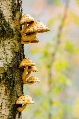 Sonbahar ormanında bir huş ağacı üzerinde Pholiota aurivella mantar