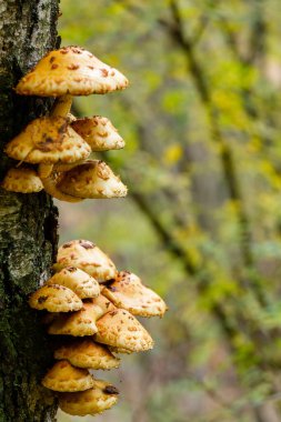 Sonbahar ormanında bir huş ağacı üzerinde Pholiota aurivella mantar