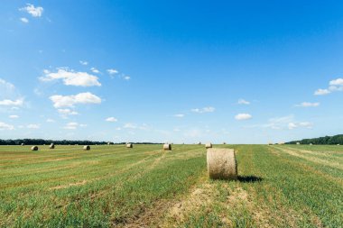 Field with straw bales after harvest against sky background. Stacks of straw after harvesting ears of wheat. Agricultural farm, field after harvest of grain crops