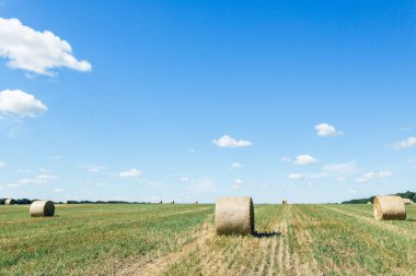 Field with straw bales after harvest against sky background. Stacks of straw after harvesting ears of wheat. Agricultural farm, field after harvest of grain crops