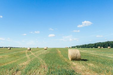Field with straw bales after harvest against sky background. Stacks of straw after harvesting ears of wheat. Agricultural farm, field after harvest of grain crops