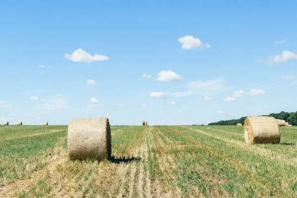 Field with straw bales after harvest against sky background. Stacks of straw after harvesting ears of wheat. Agricultural farm, field after harvest of grain crops