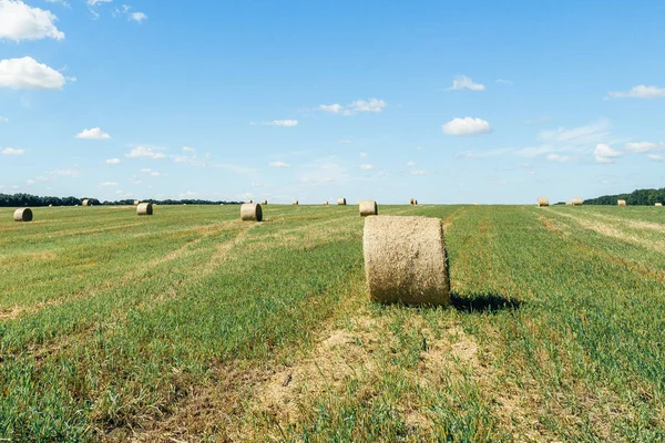 Field with straw bales after harvest against sky background. Stacks of straw after harvesting ears of wheat. Agricultural farm, field after harvest of grain crops