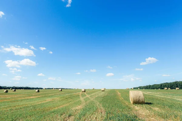 Field with straw bales after harvest against sky background. Stacks of straw after harvesting ears of wheat. Agricultural farm, field after harvest of grain crops